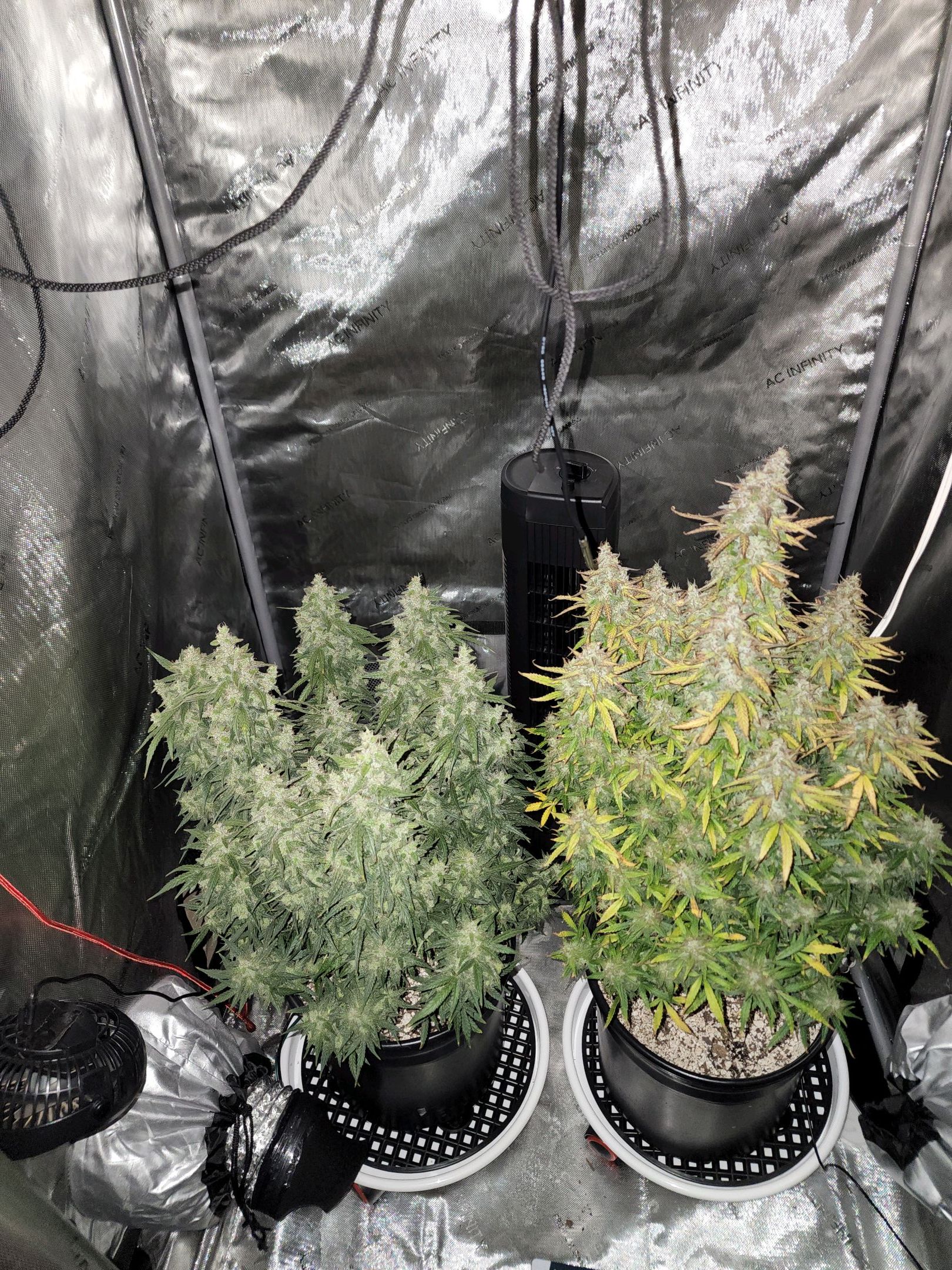 Critical Purple Auto growlog photo 134