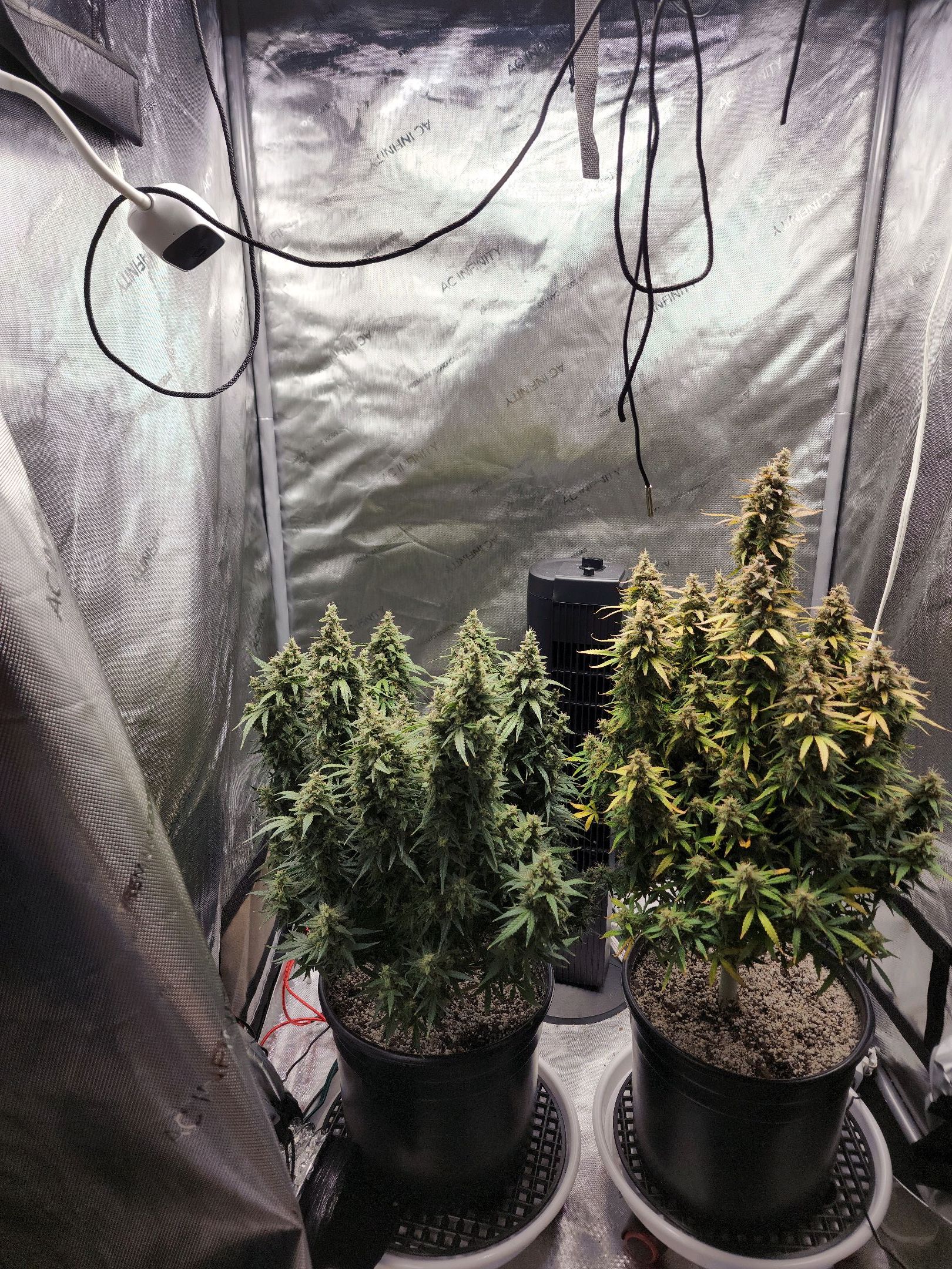 Critical Purple Auto growlog photo 136