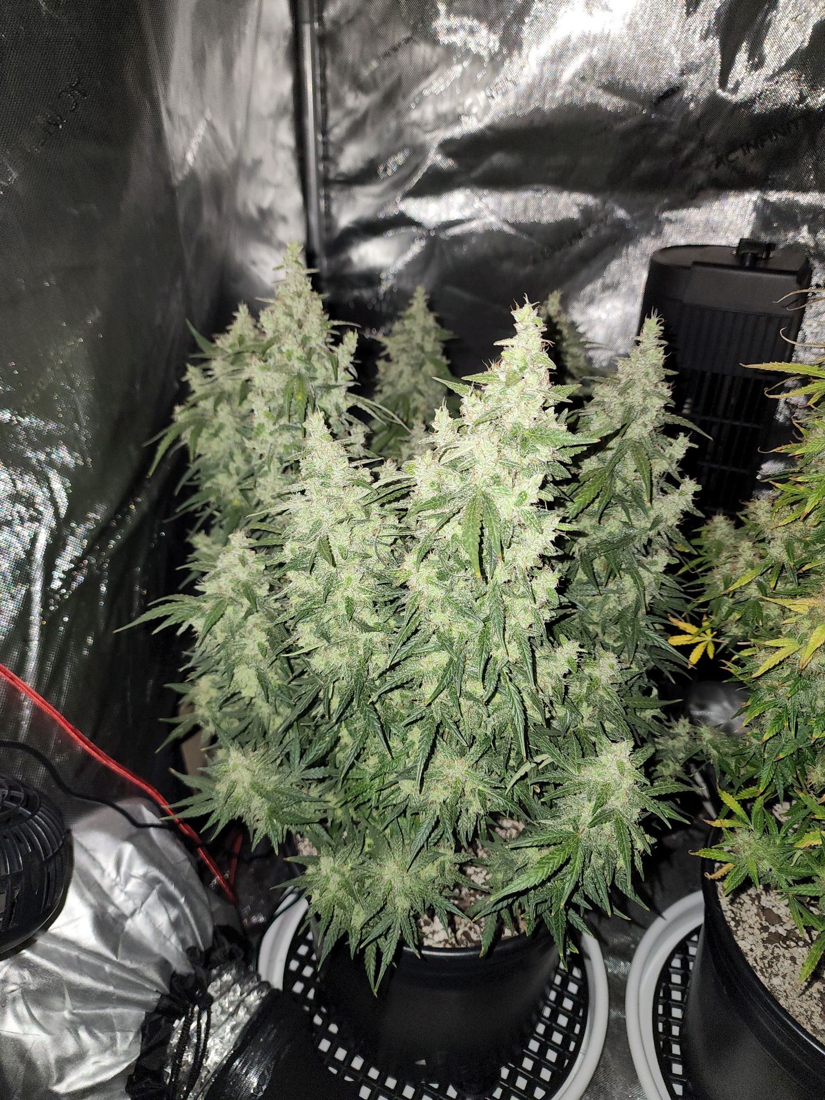 Critical Purple Auto growlog photo 145