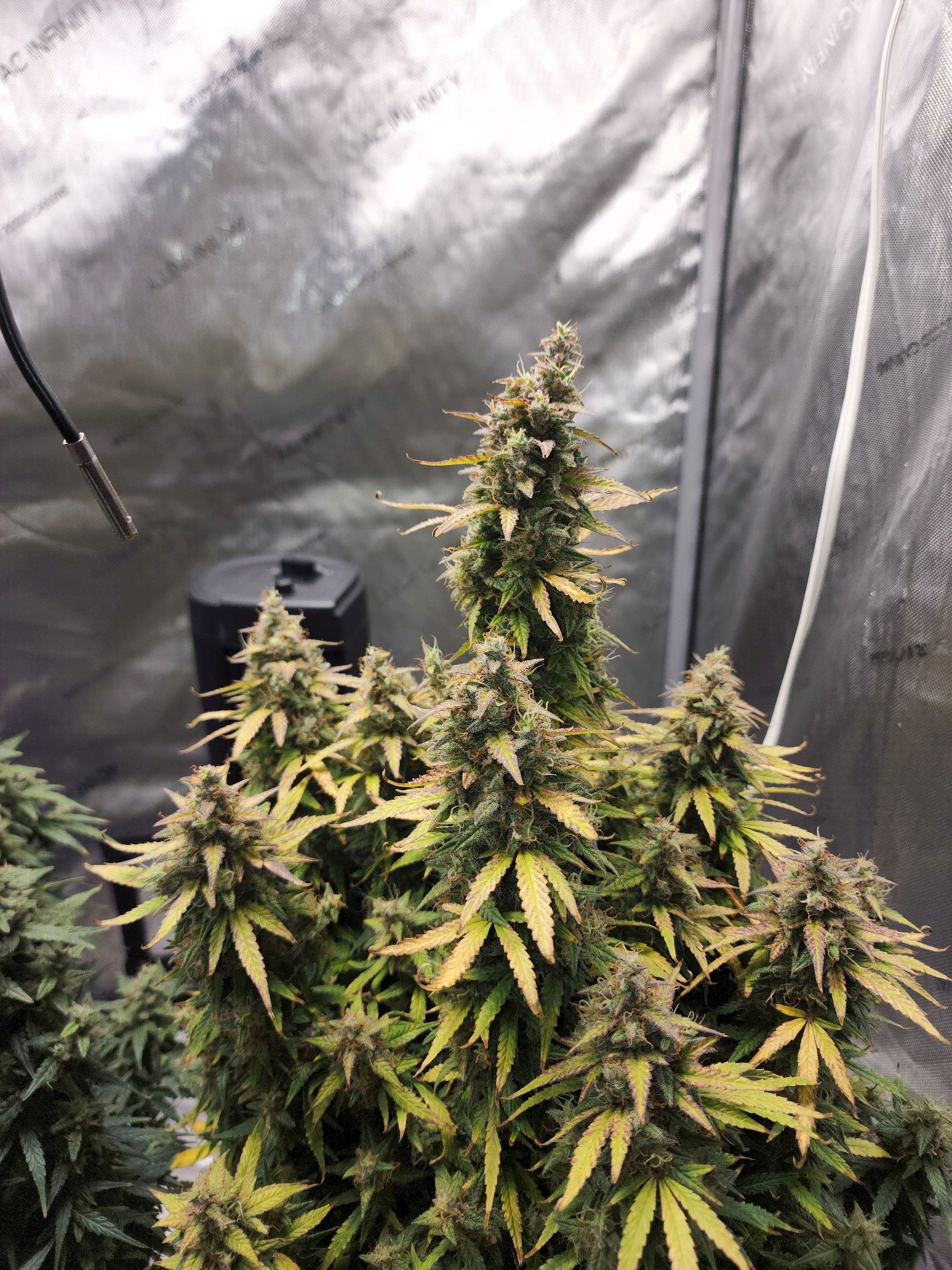 Critical Purple Auto growlog photo 147