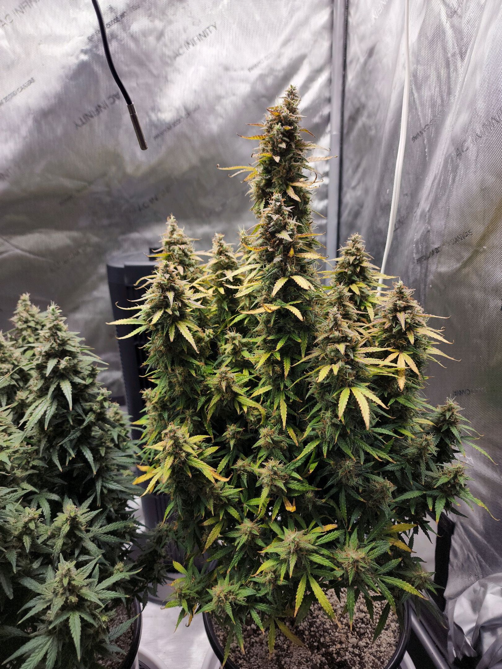 Critical Purple Auto growlog photo 148