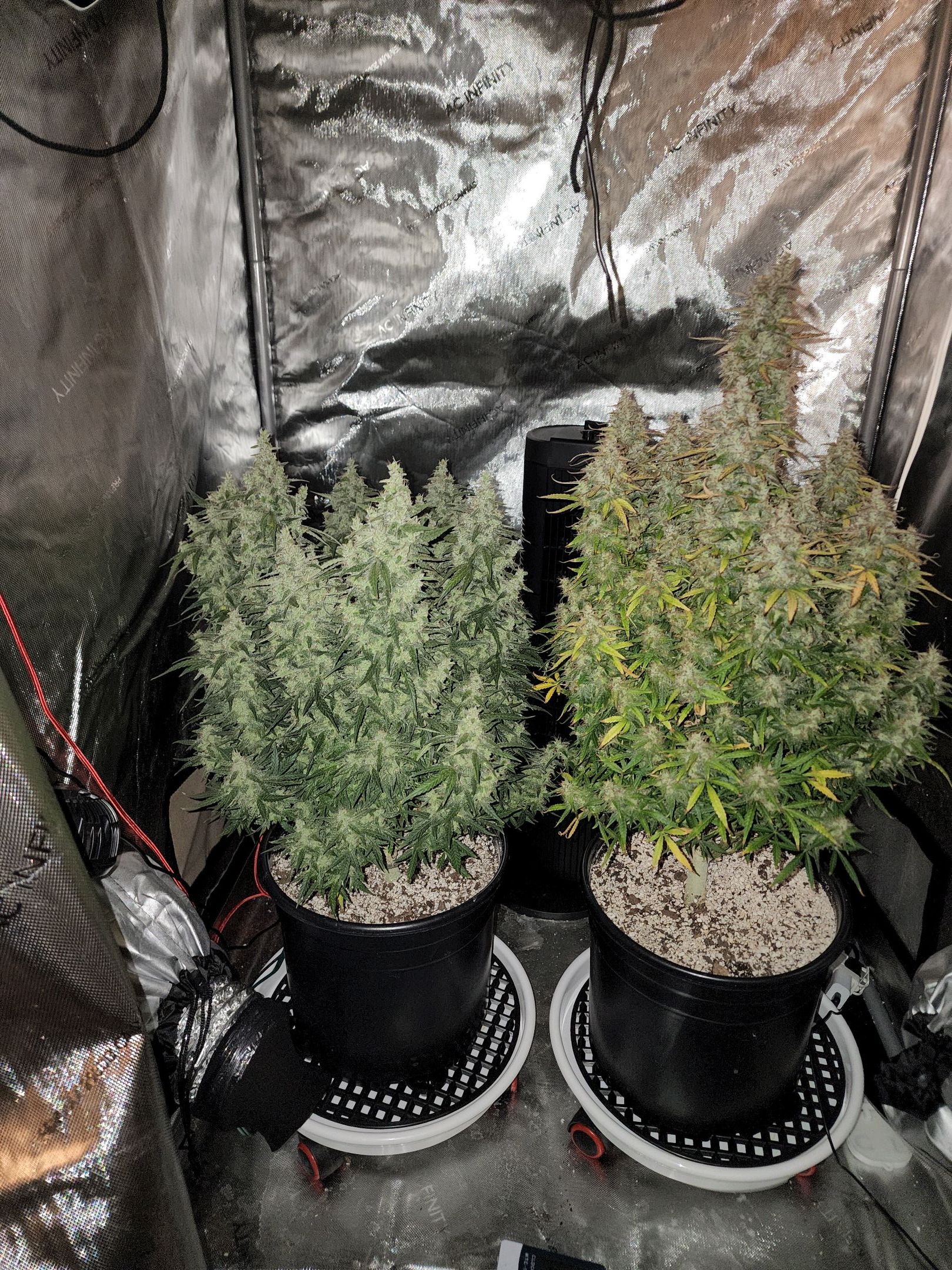 Critical Purple Auto growlog photo 152