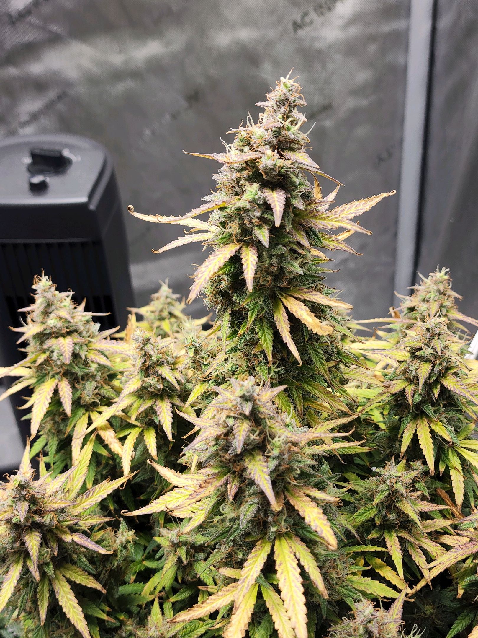 Critical Purple Auto growlog photo 156