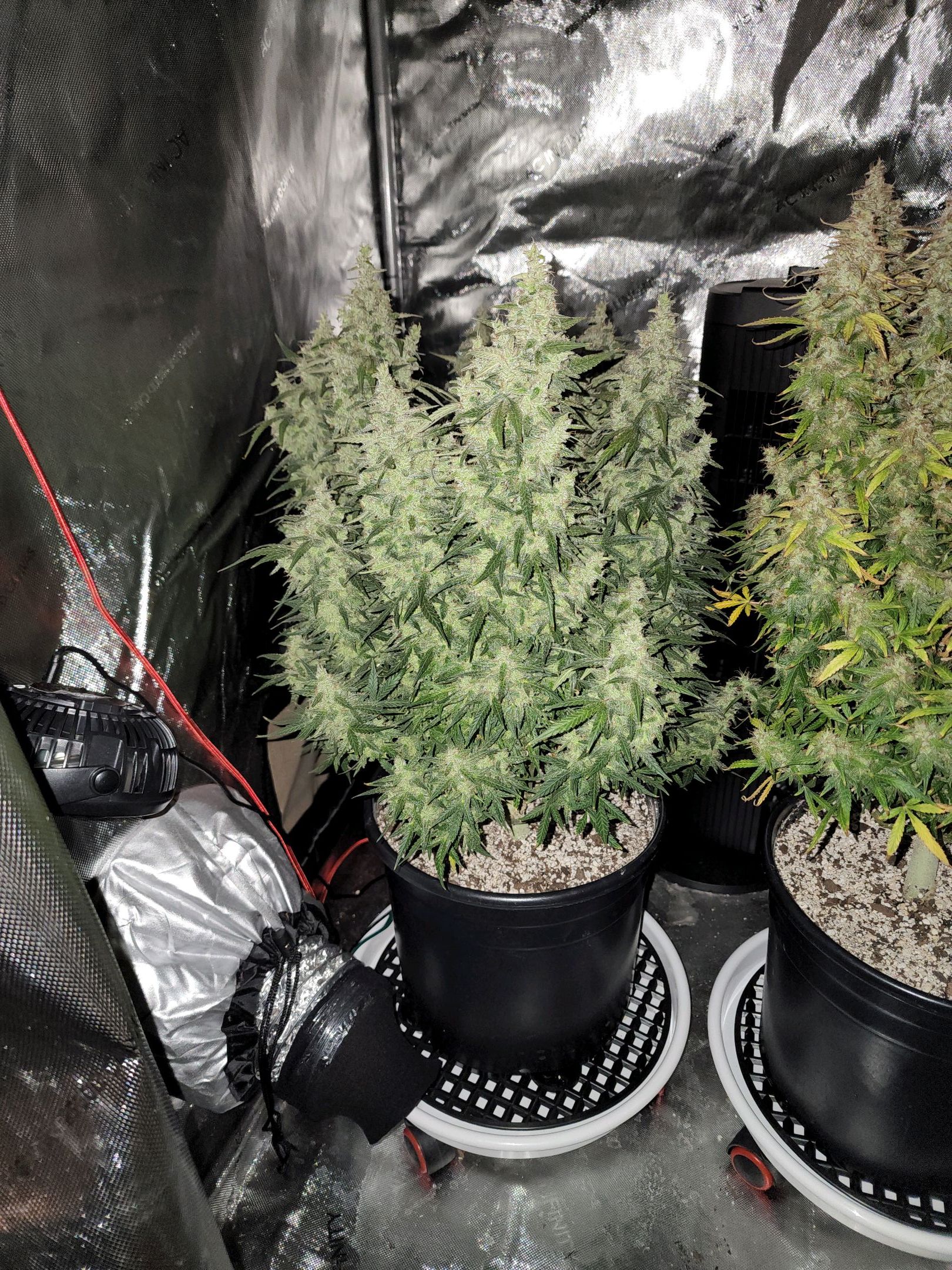 Critical Purple Auto growlog photo 158