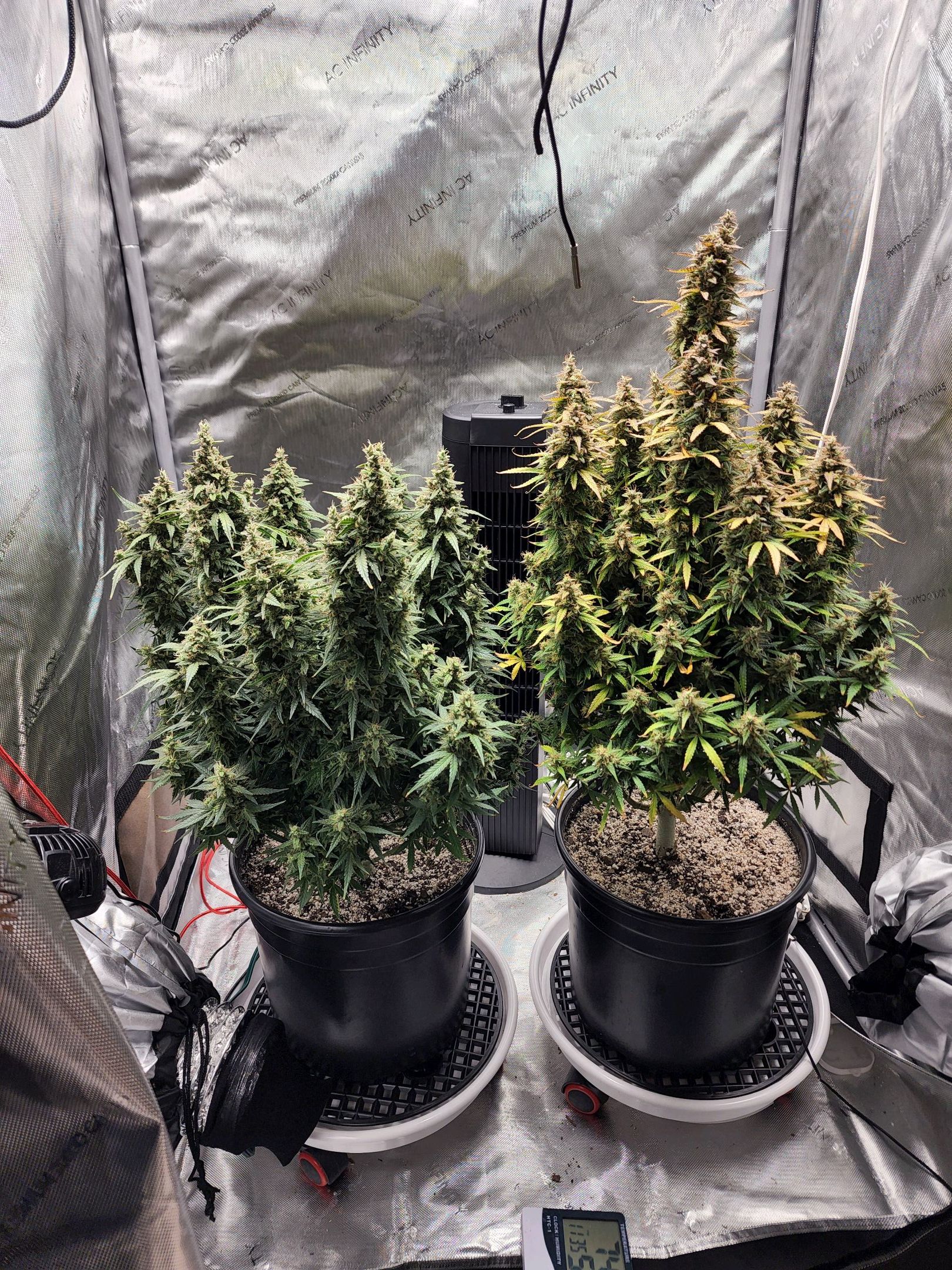 Critical Purple Auto growlog photo 161