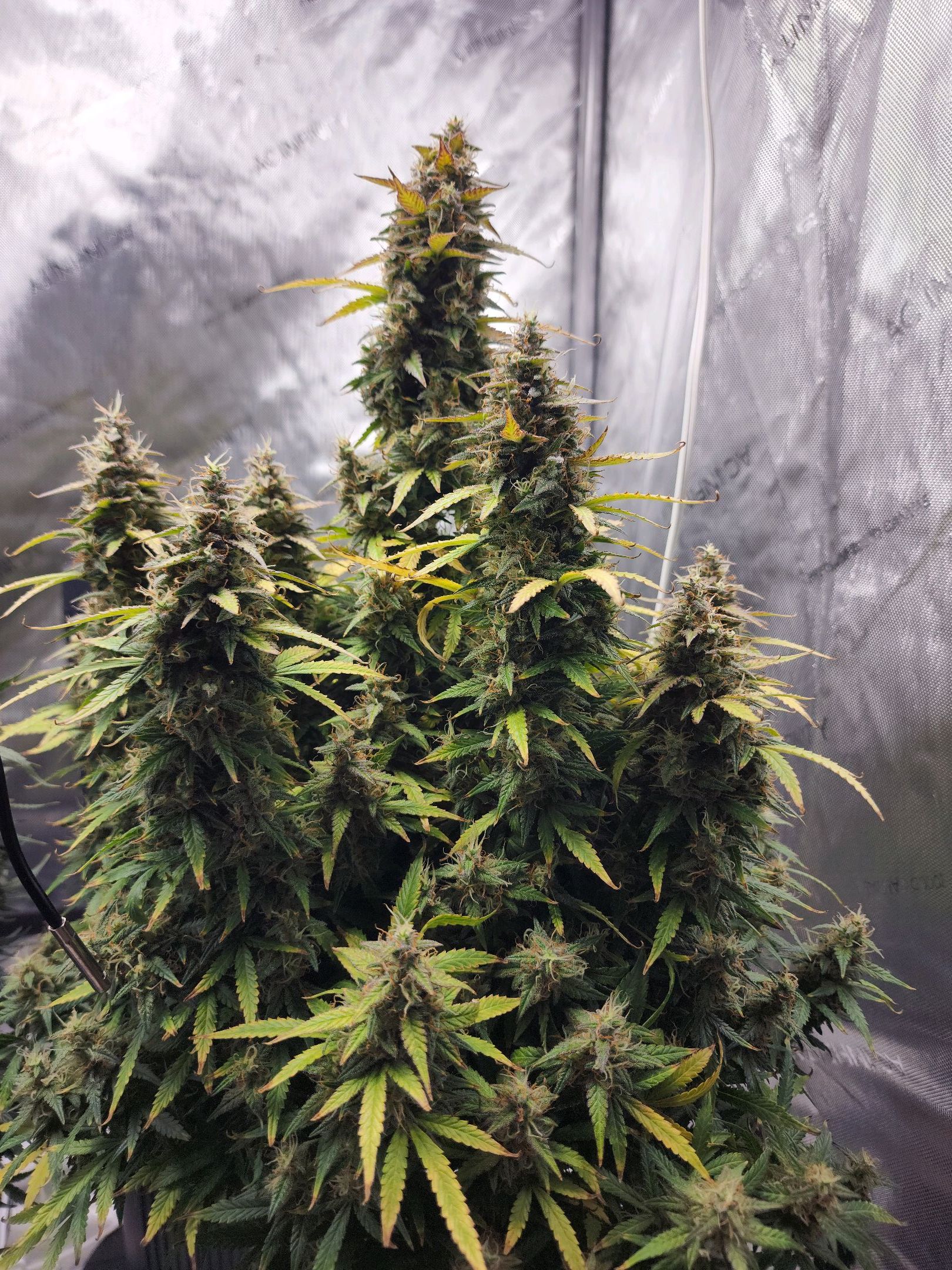 Critical Purple Auto growlog photo 171