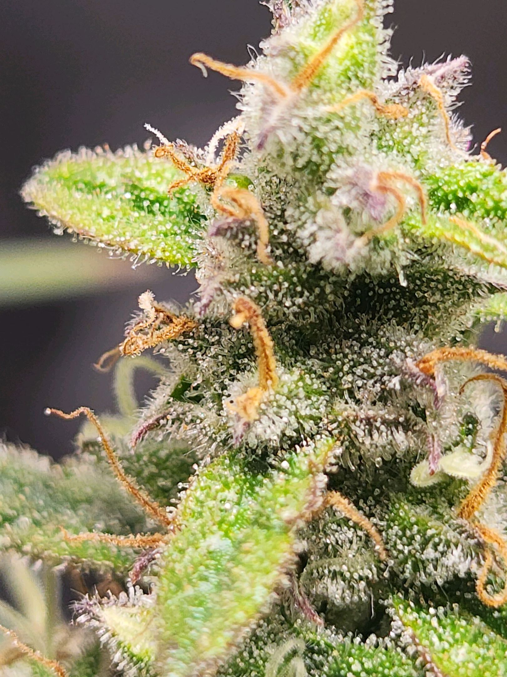 Critical Purple Auto growlog photo 172