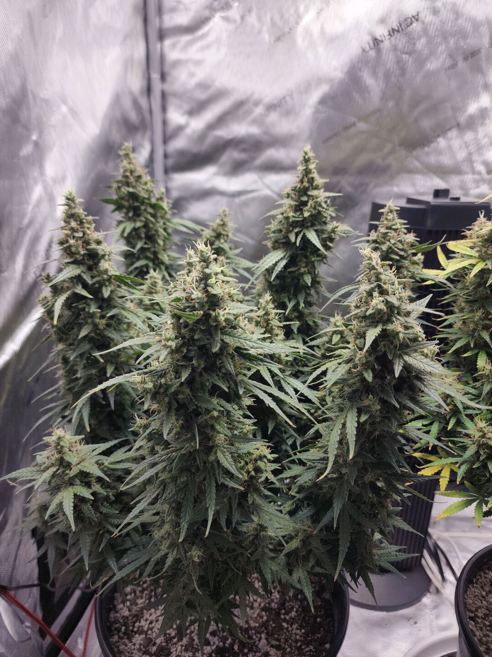 Critical Purple Auto growlog photo 173