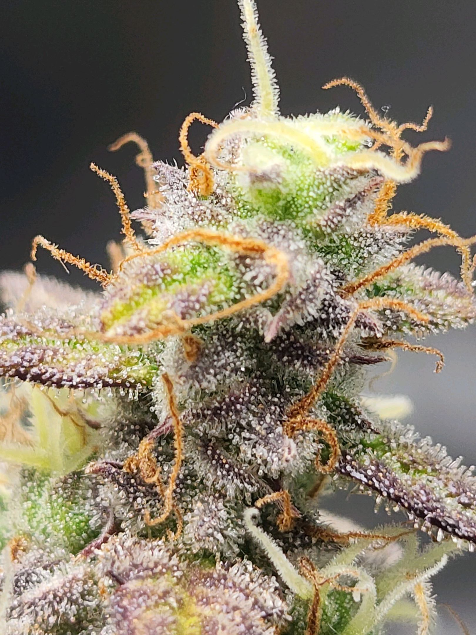 Critical Purple Auto growlog photo 181