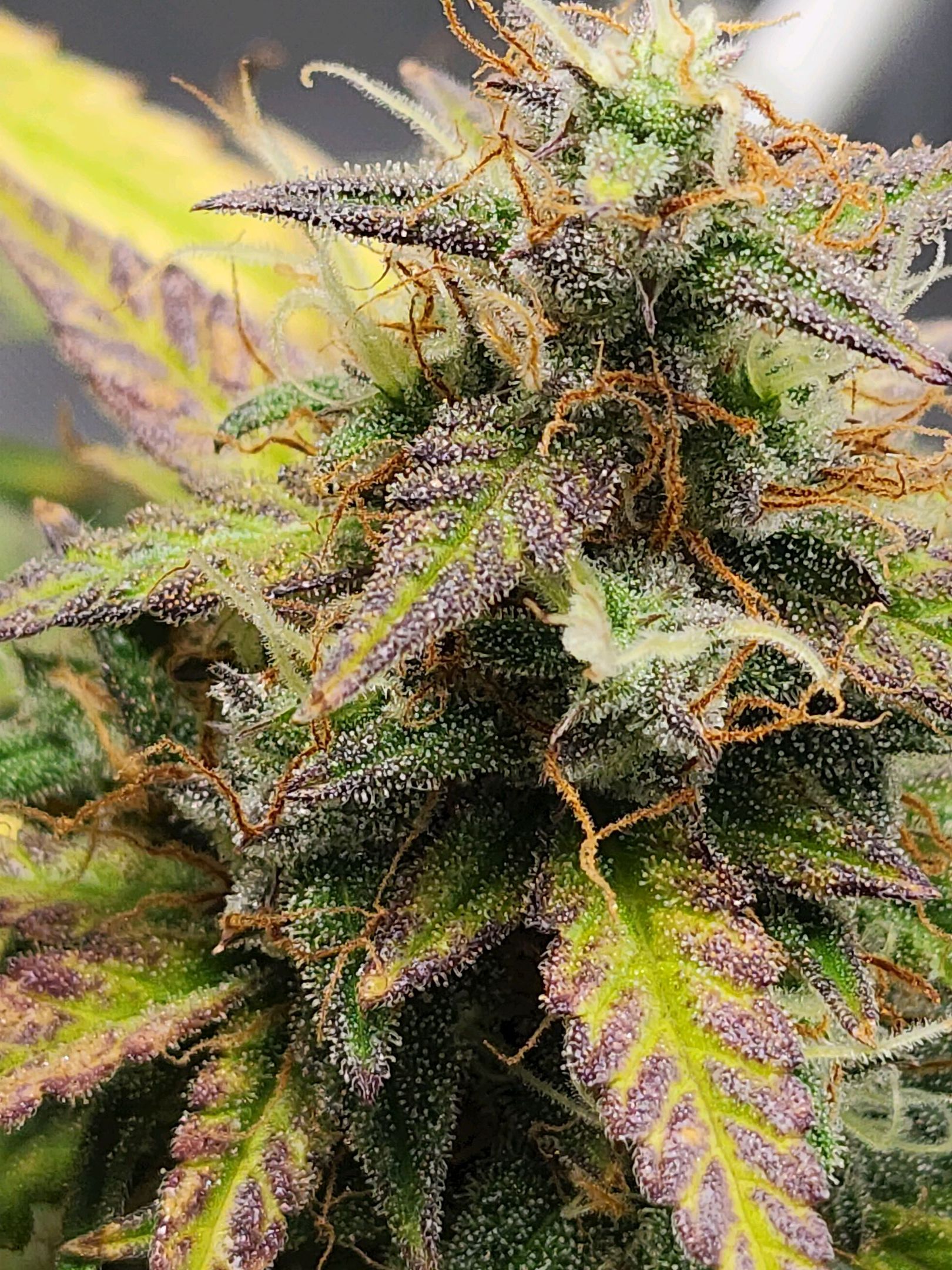 Critical Purple Auto growlog photo 184