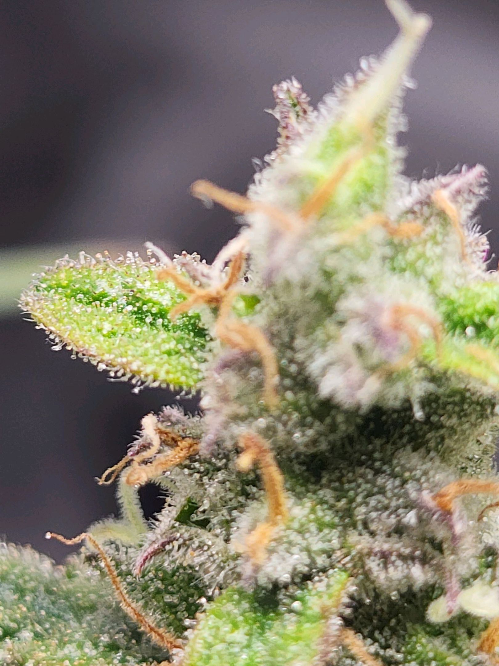 Critical Purple Auto growlog photo 185