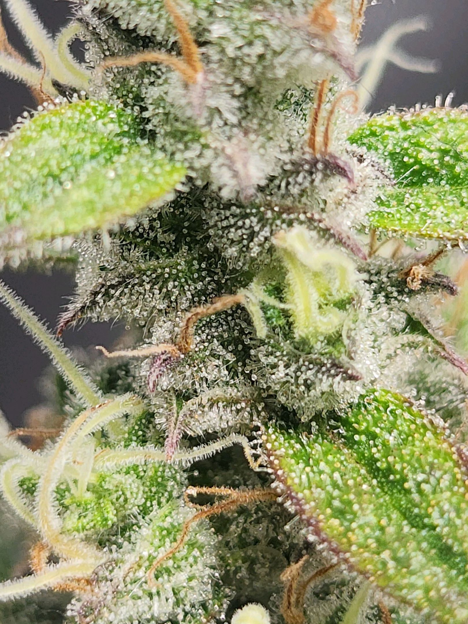 Critical Purple Auto growlog photo 187