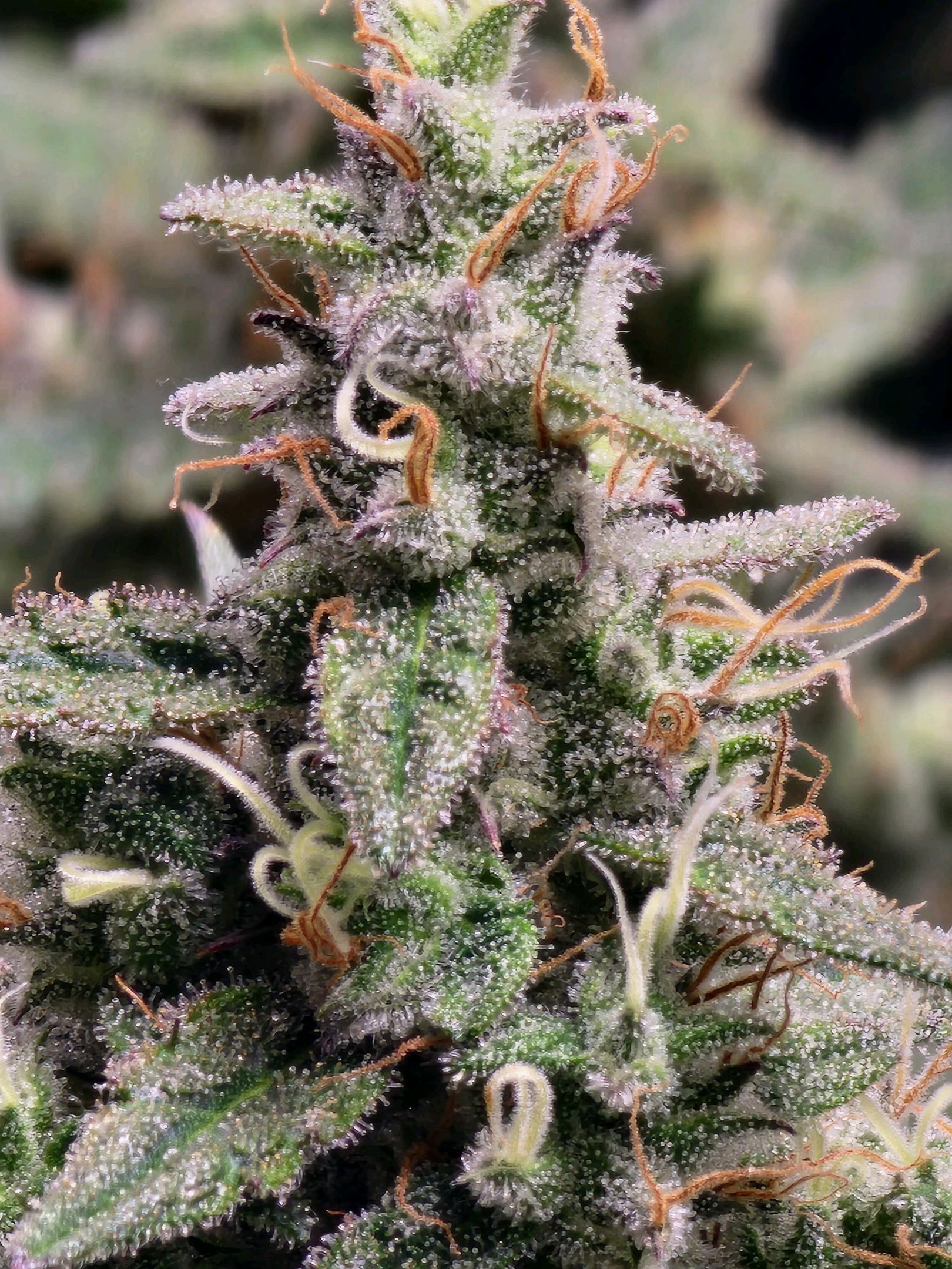 Critical Purple Auto growlog photo 189