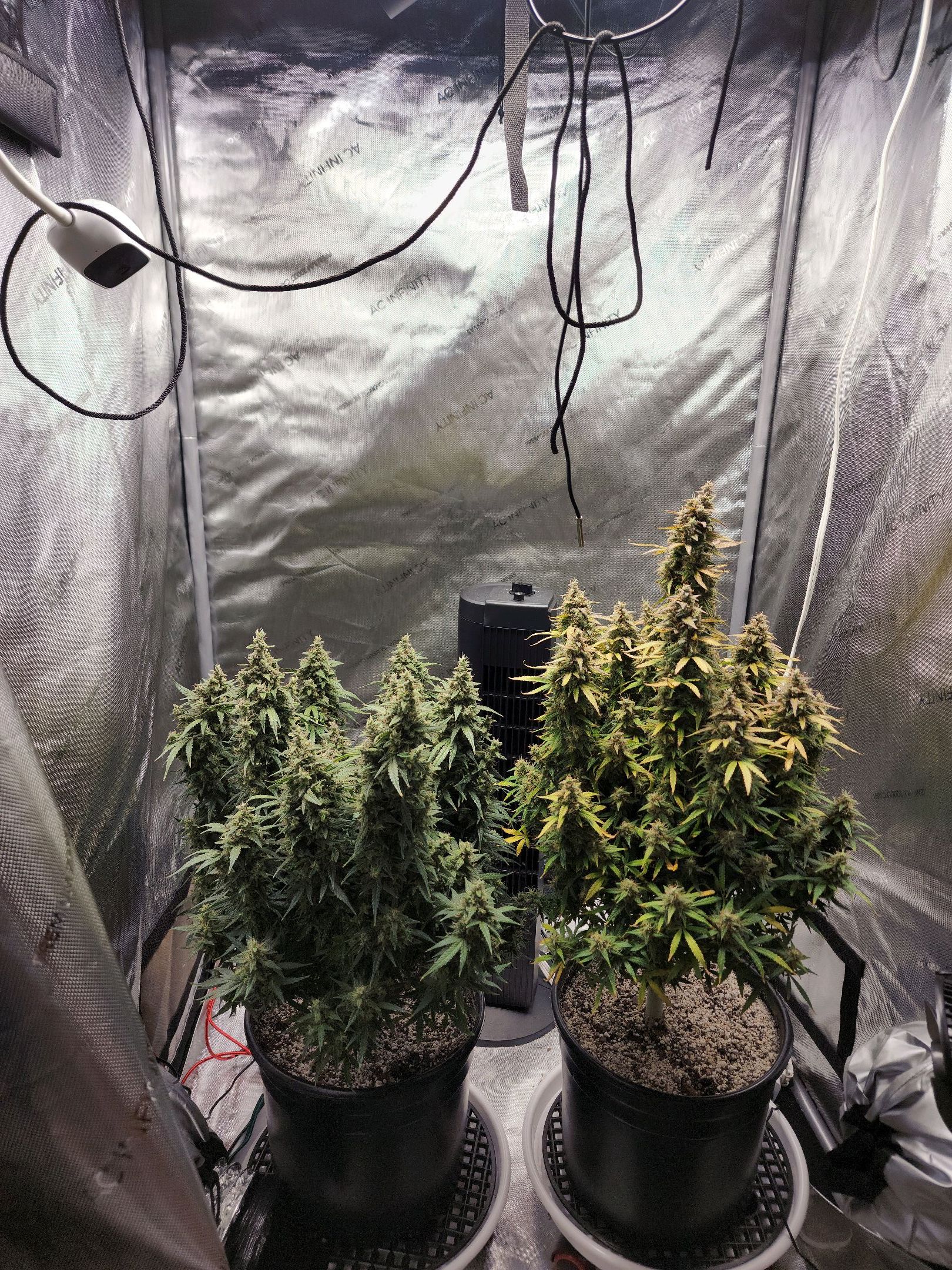 Critical Purple Auto growlog photo 166