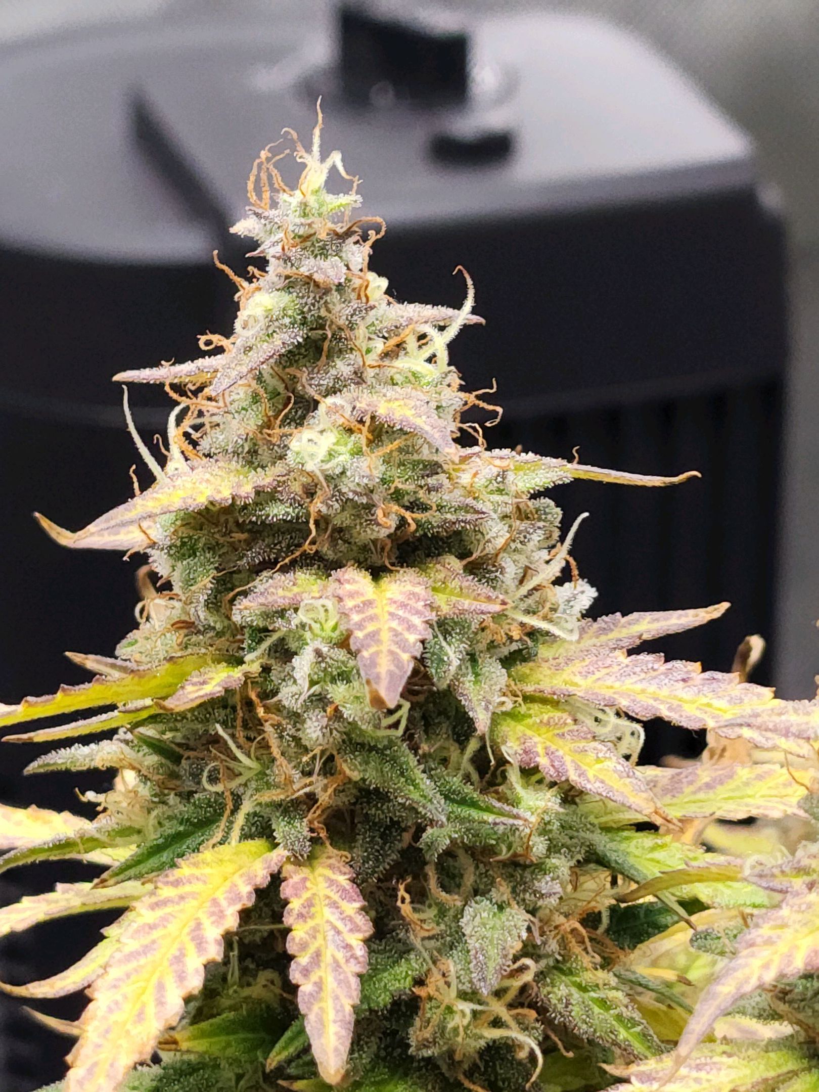 Critical Purple Auto growlog photo 167