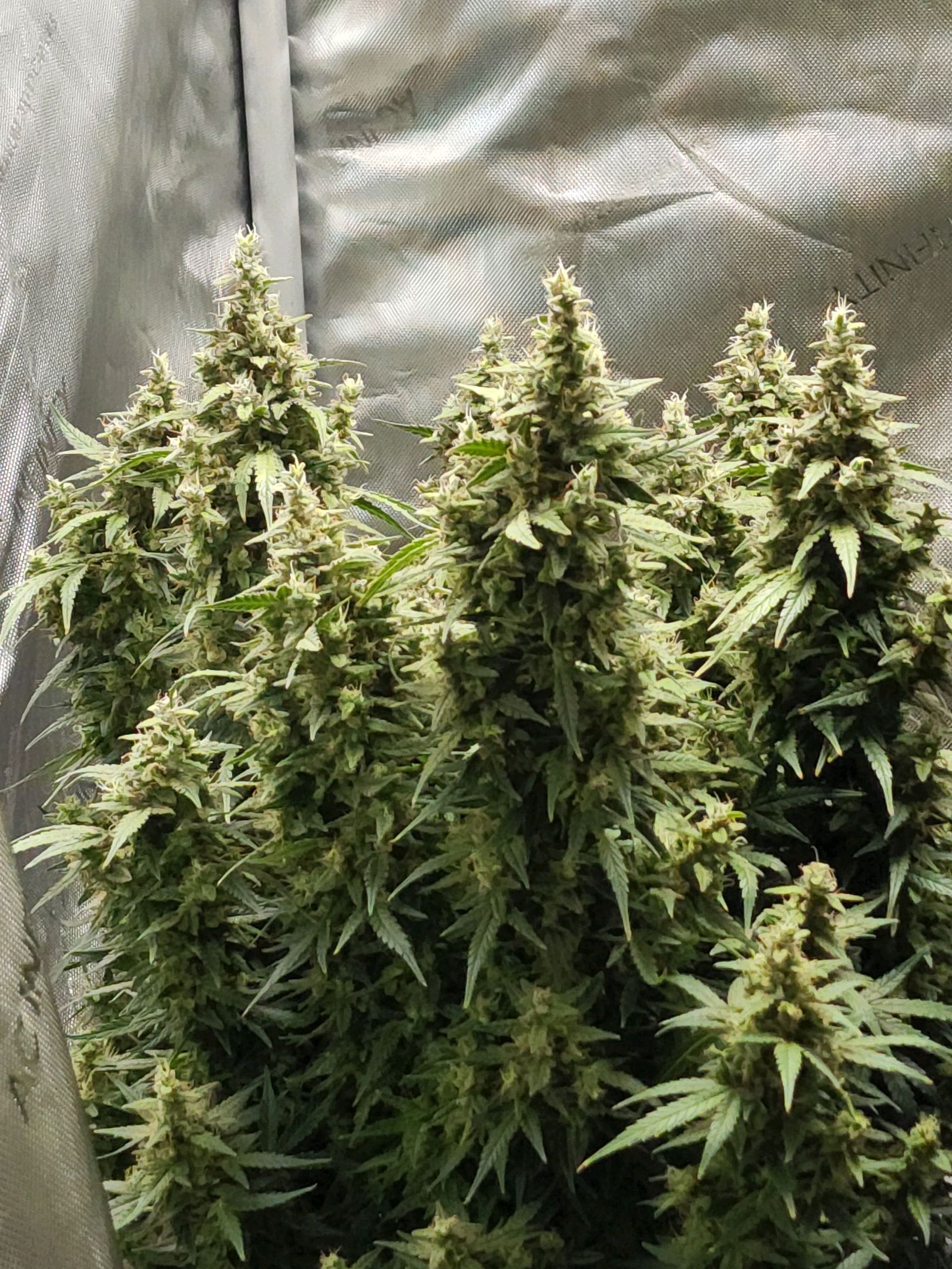 Critical Purple Auto growlog photo 174