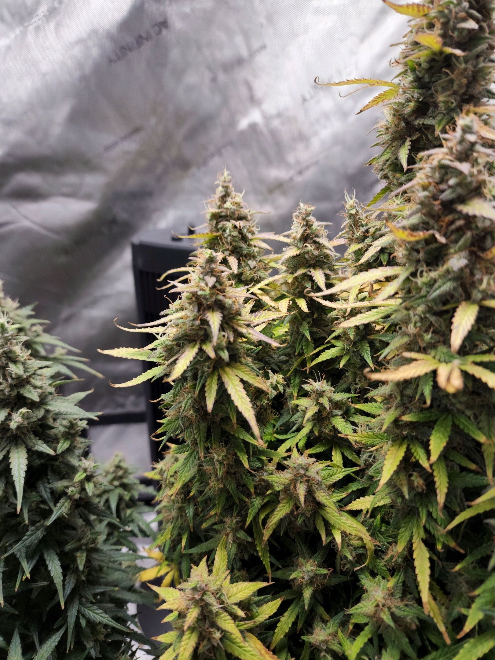 Critical Purple Auto growlog photo 177