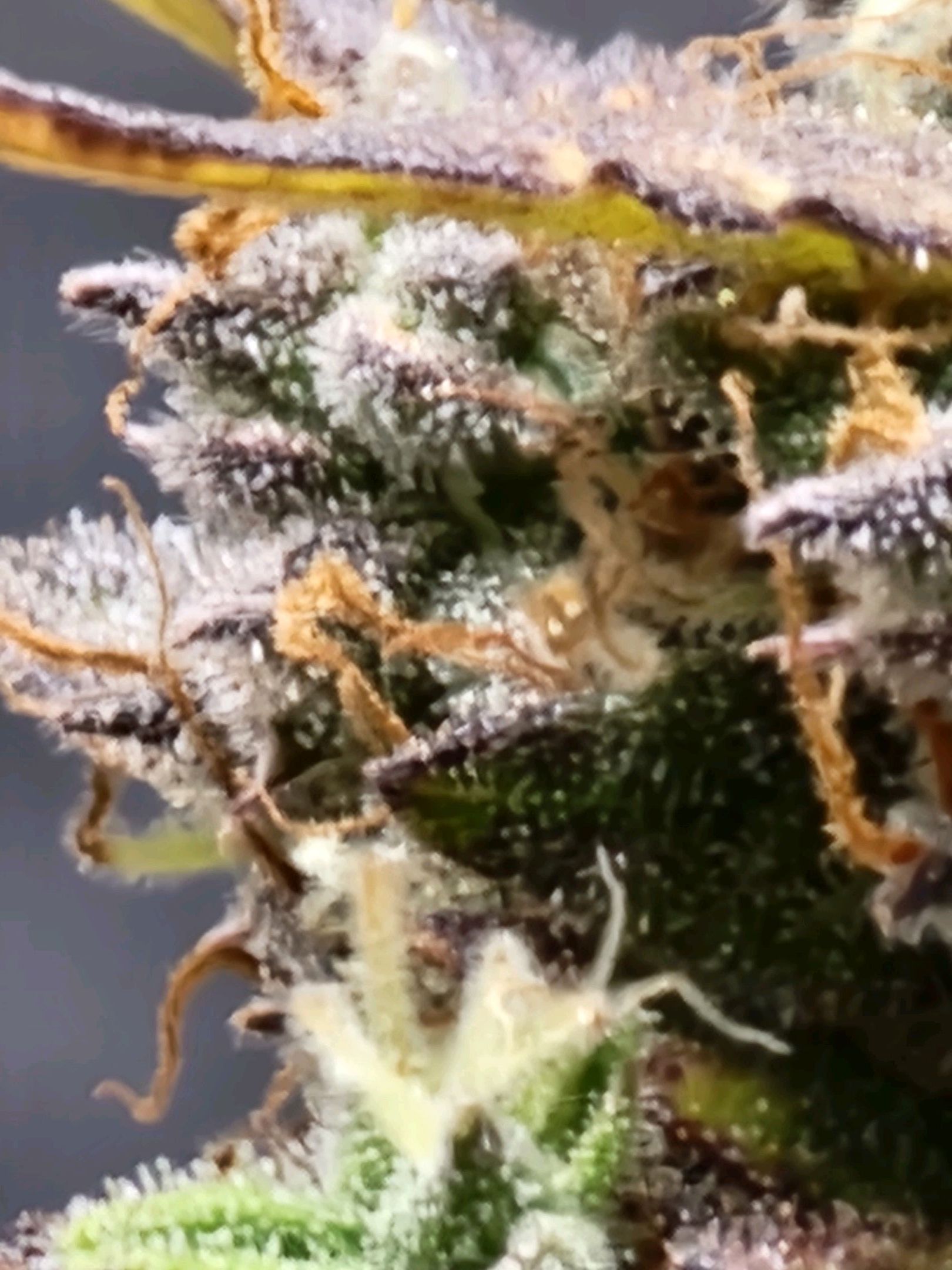 Critical Purple Auto growlog photo 188