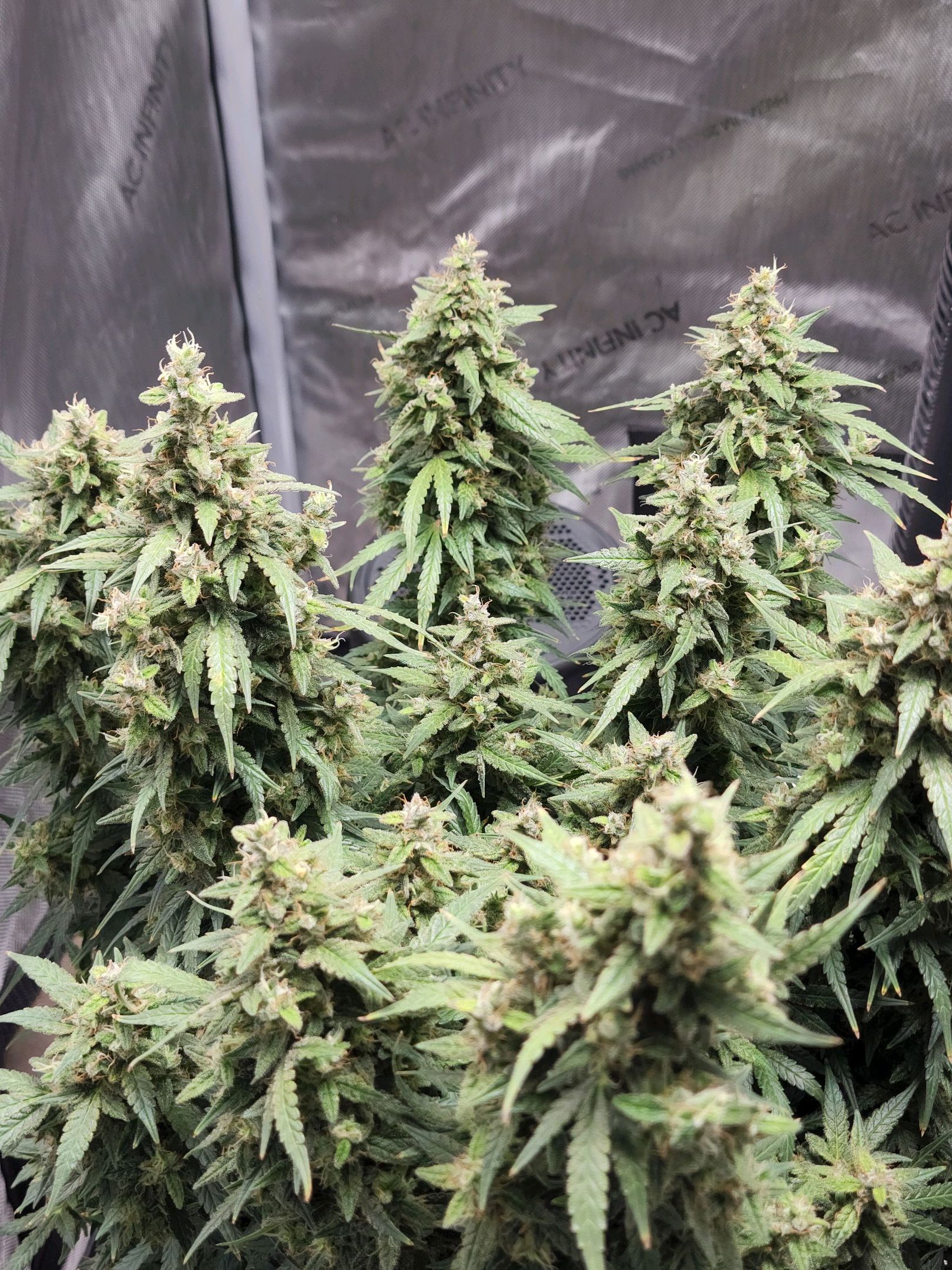 Critical Purple Auto growlog photo 191