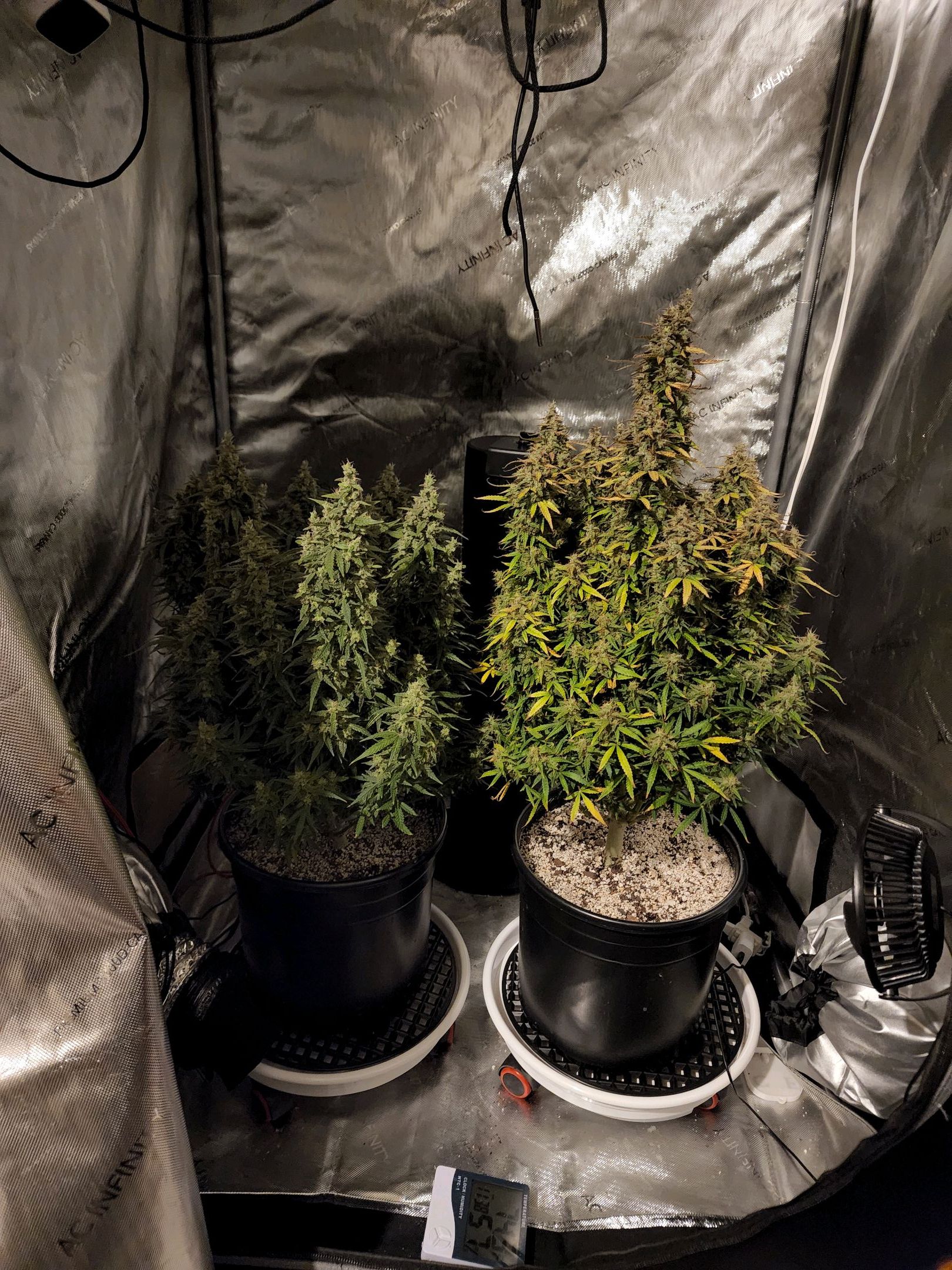 Critical Purple Auto growlog photo 192