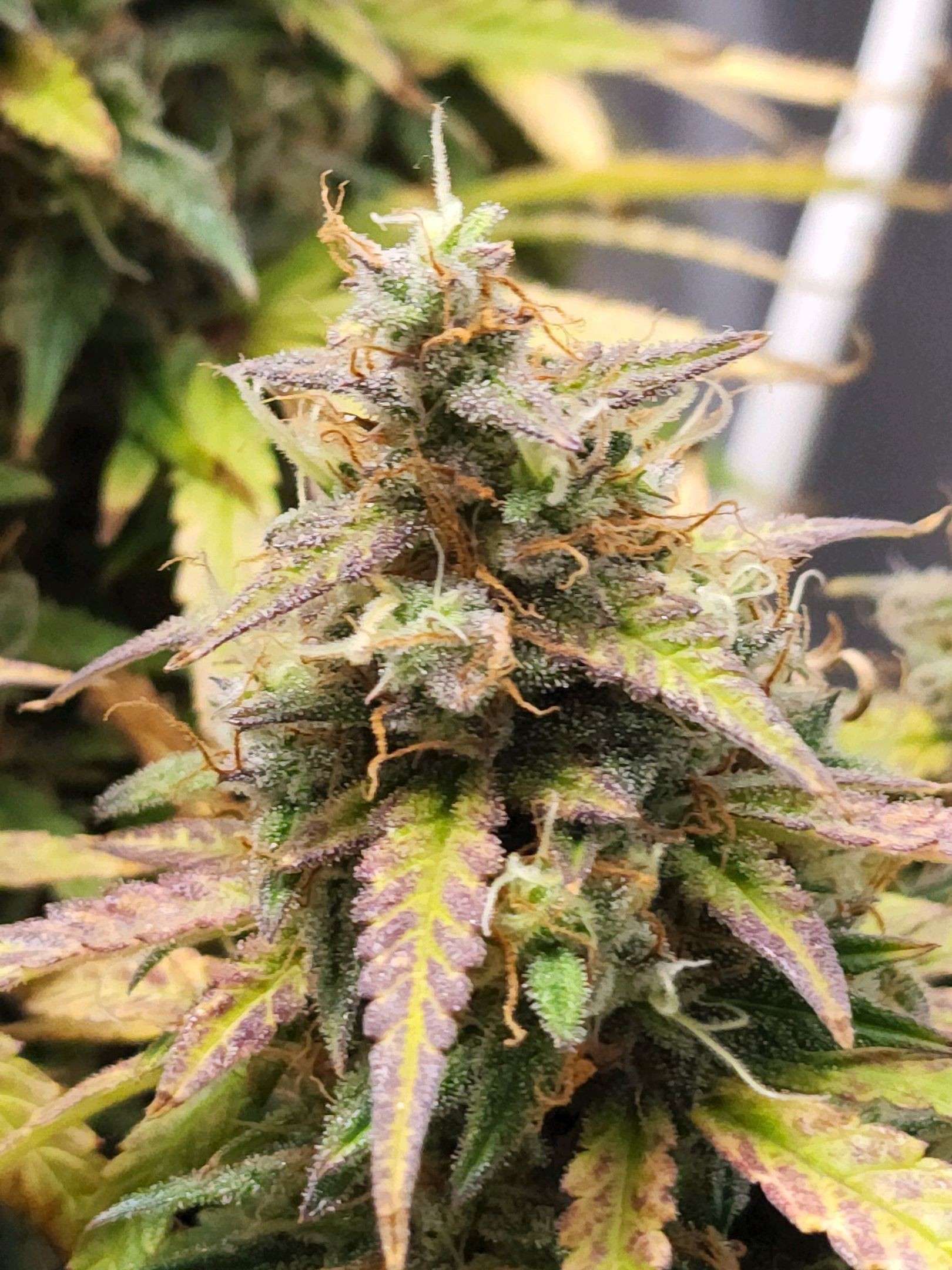 Critical Purple Auto growlog photo 164