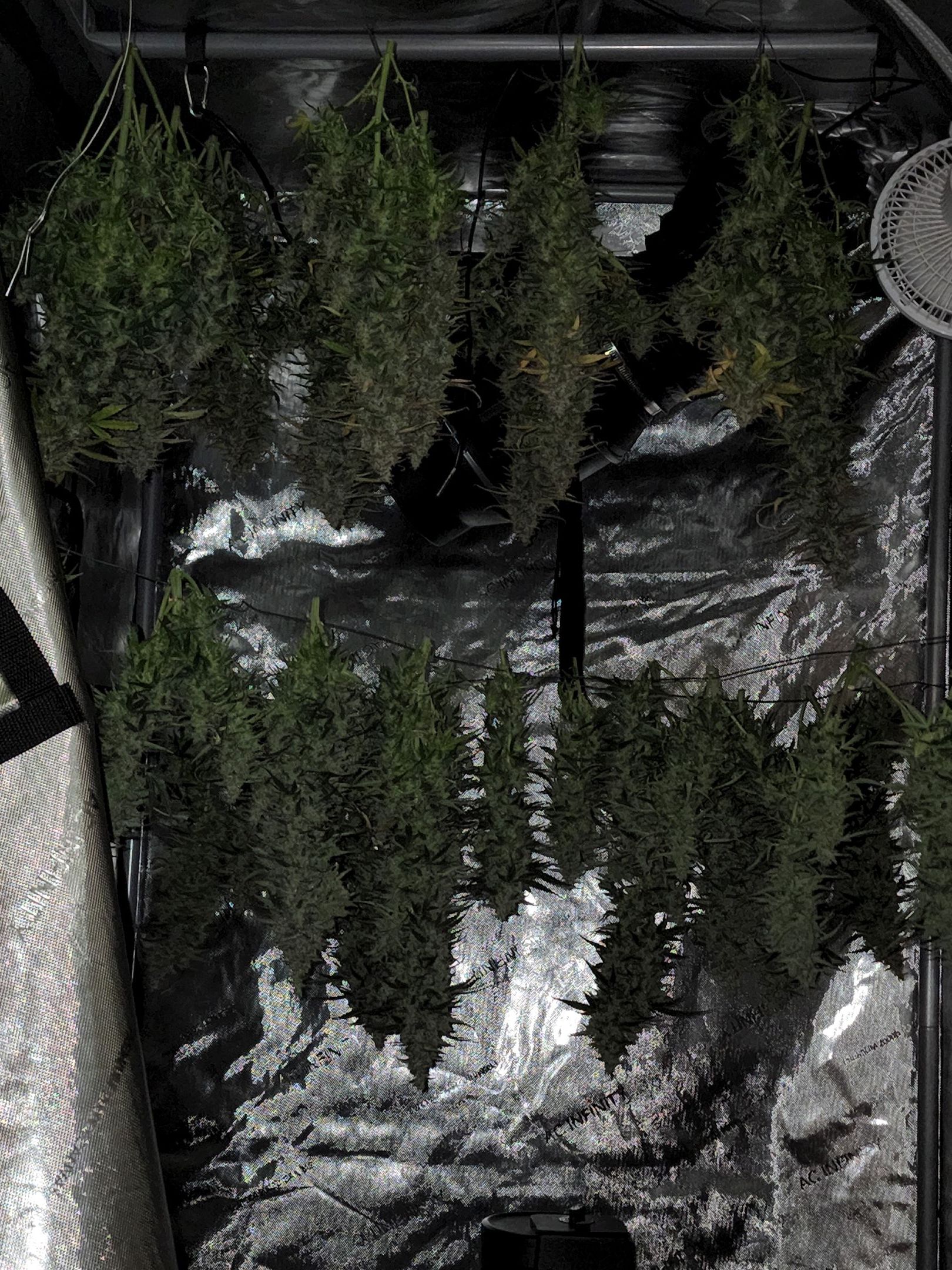 Critical Purple Auto growlog photo 170