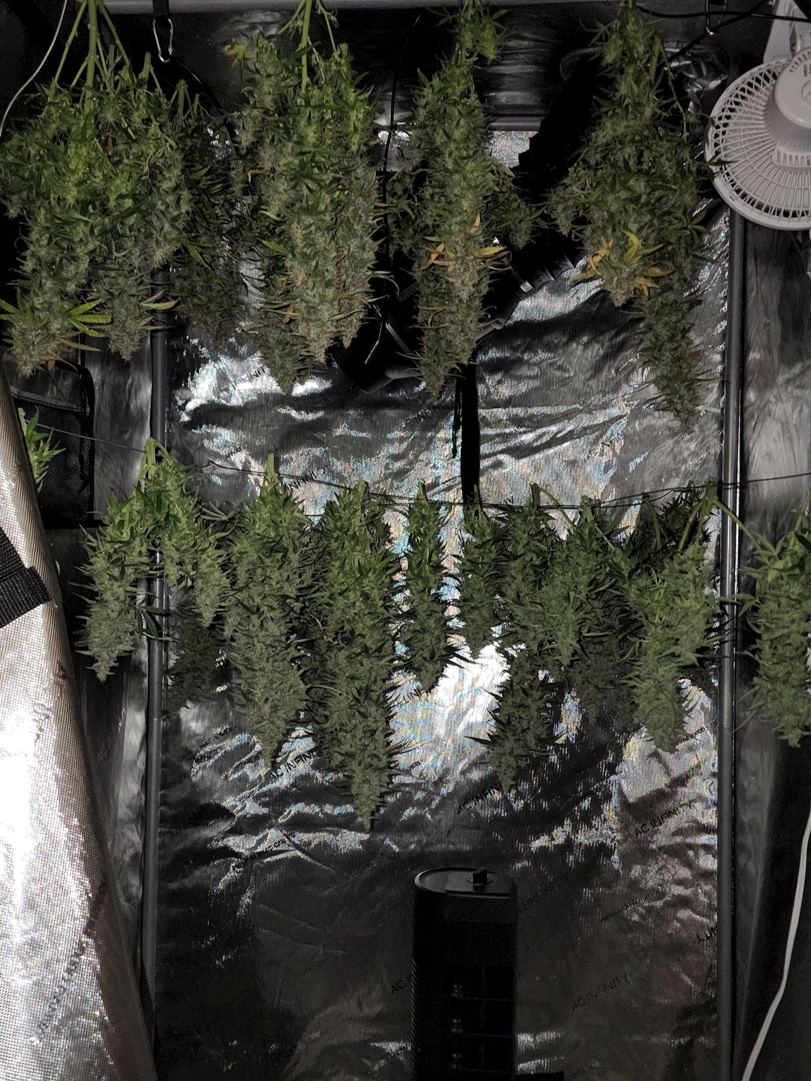 Critical Purple Auto growlog photo 176