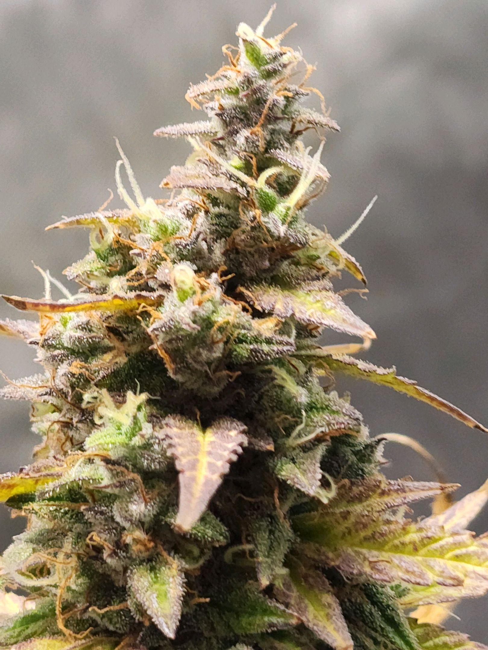 Critical Purple Auto growlog photo 179