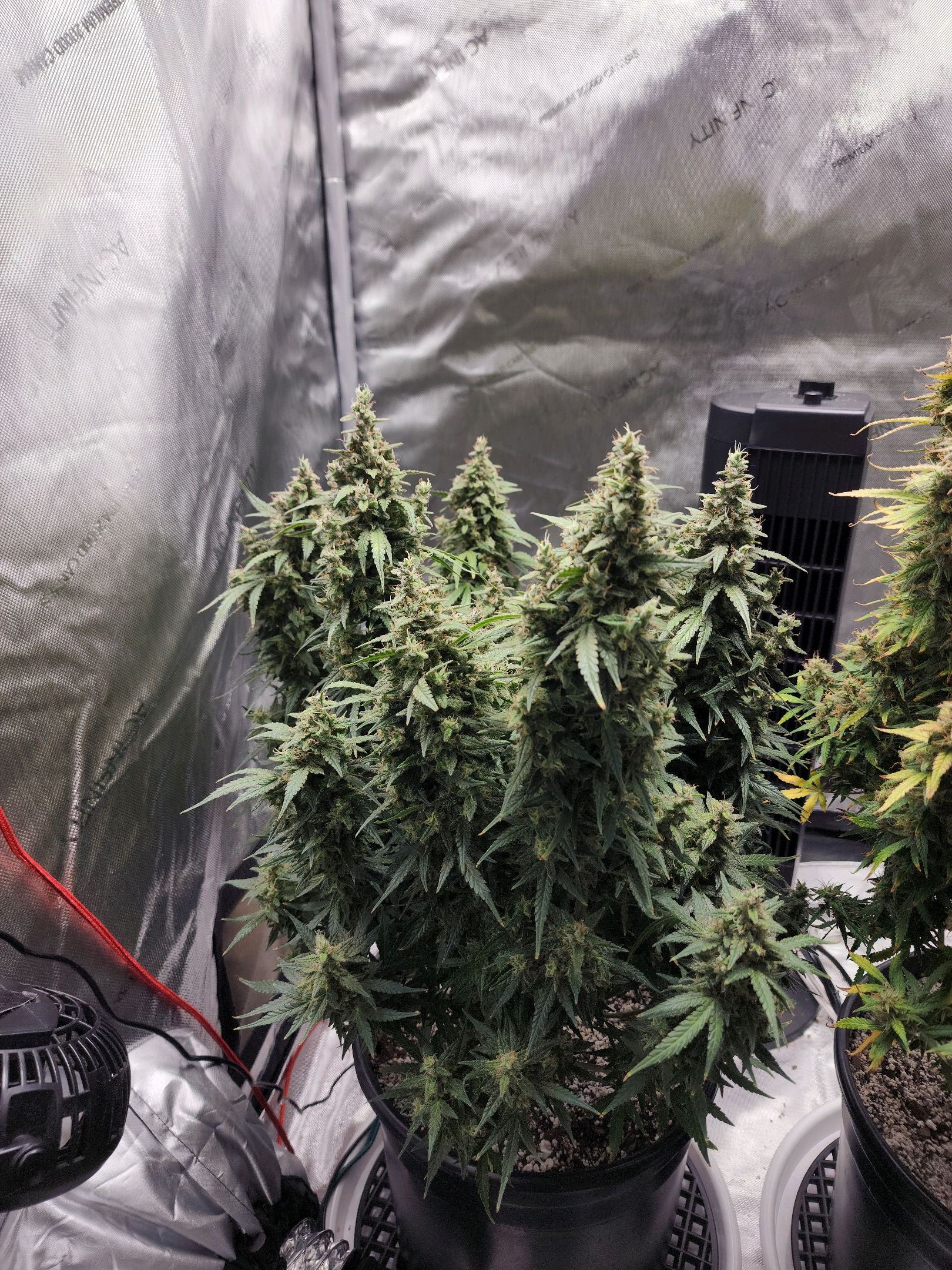 Critical Purple Auto growlog photo 180