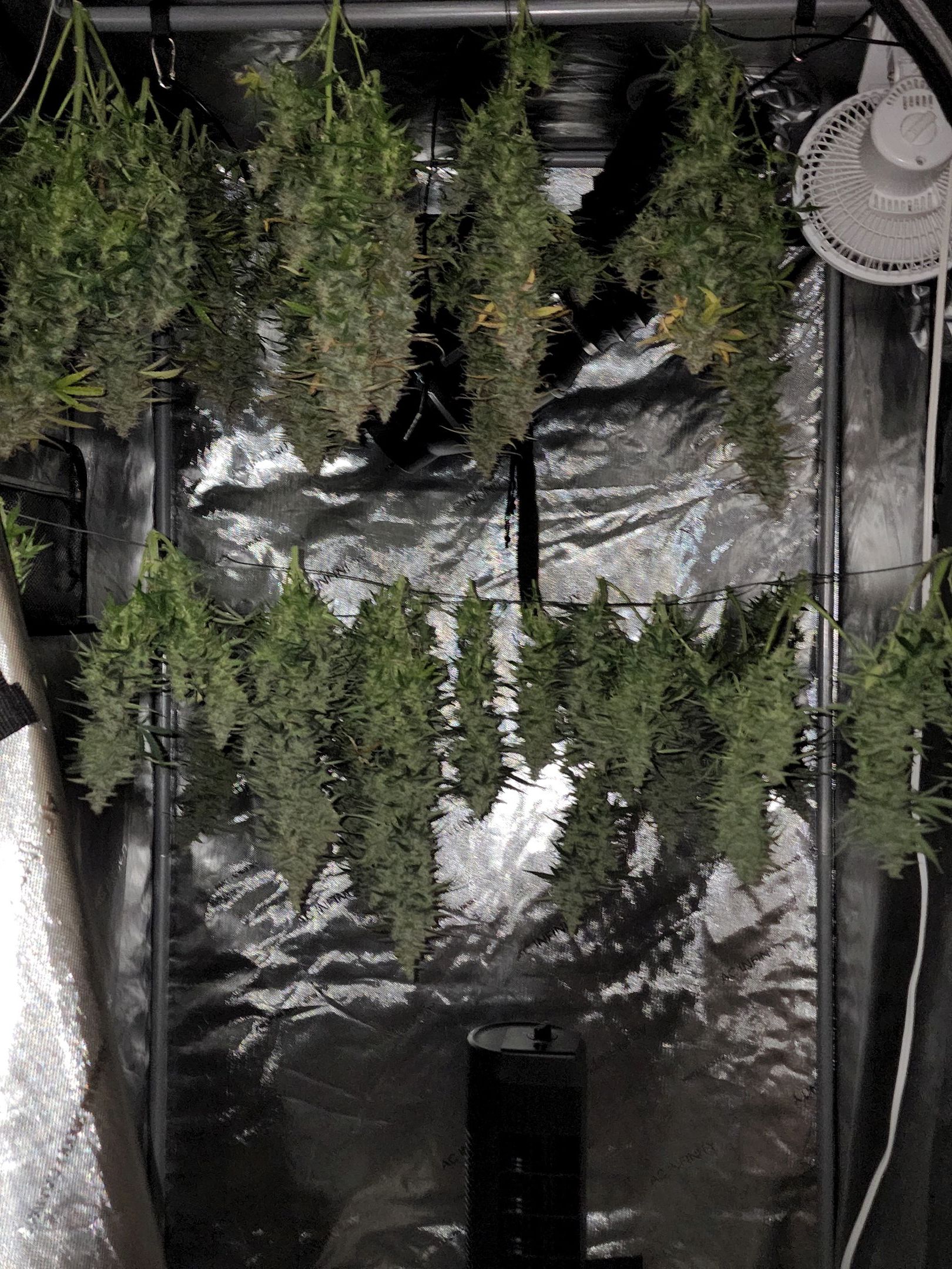 Critical Purple Auto growlog photo 182