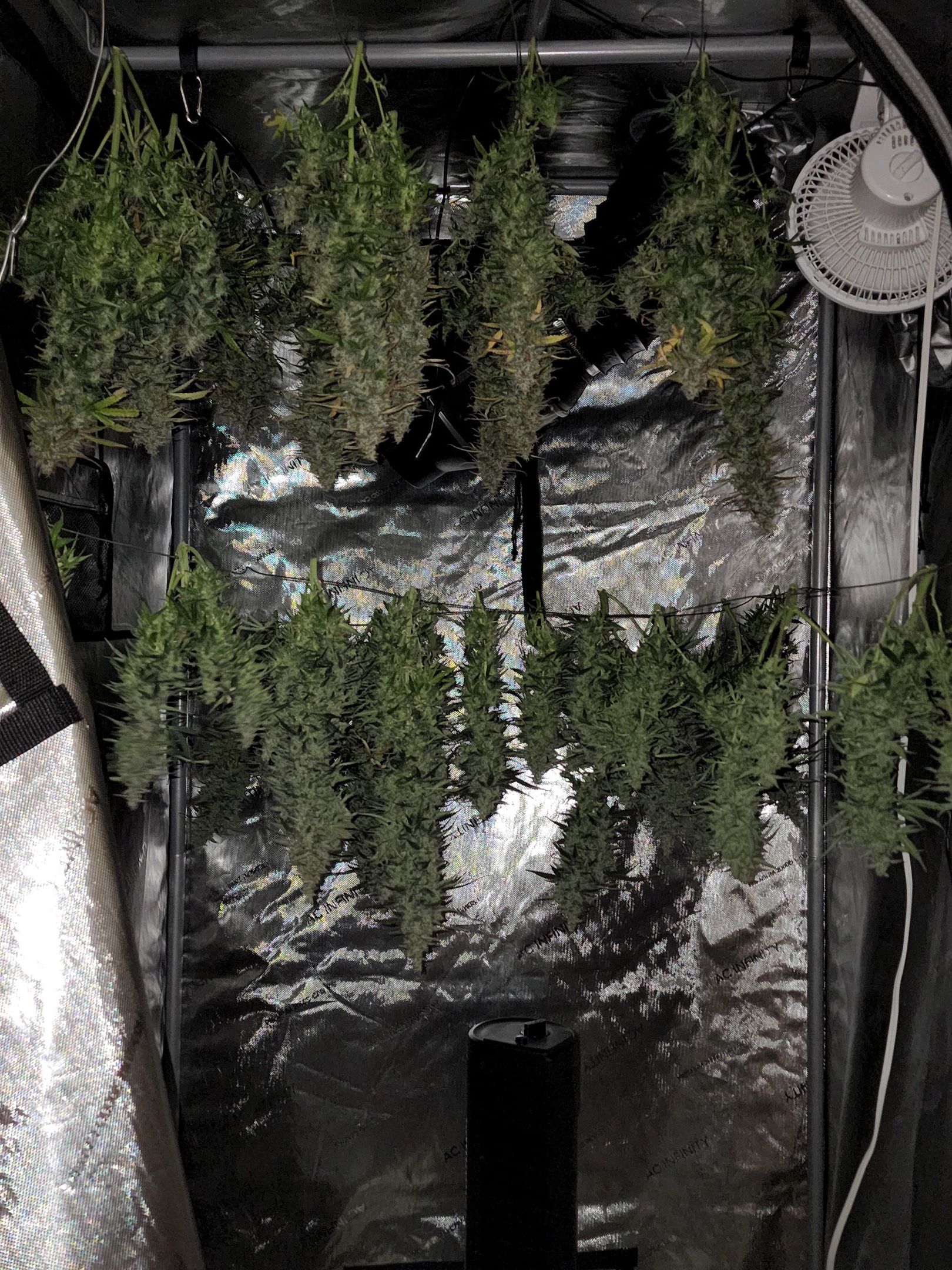 Critical Purple Auto growlog photo 186