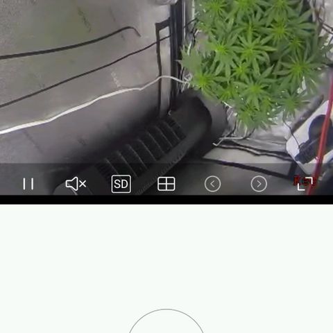 White widow  growlog timeline photo
