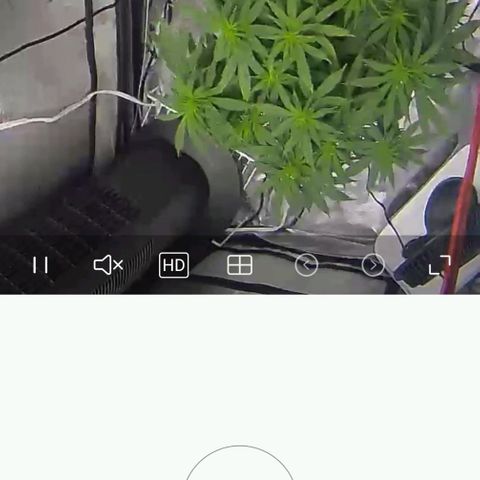 White widow  growlog timeline photo