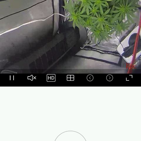 White widow  growlog timeline photo