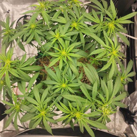 White widow  growlog timeline photo