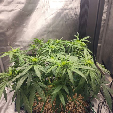 White widow  growlog timeline photo