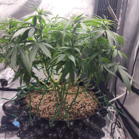 White widow  growlog timeline photo