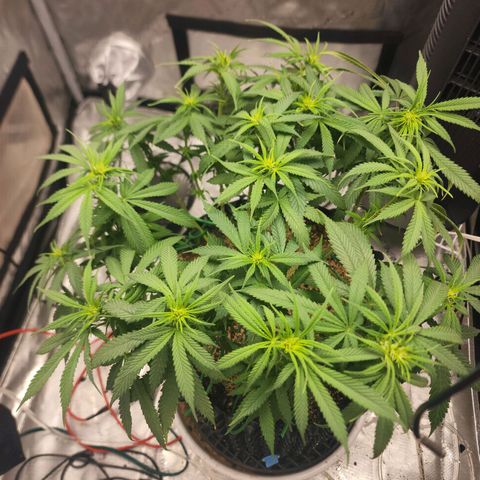 White widow  growlog timeline photo