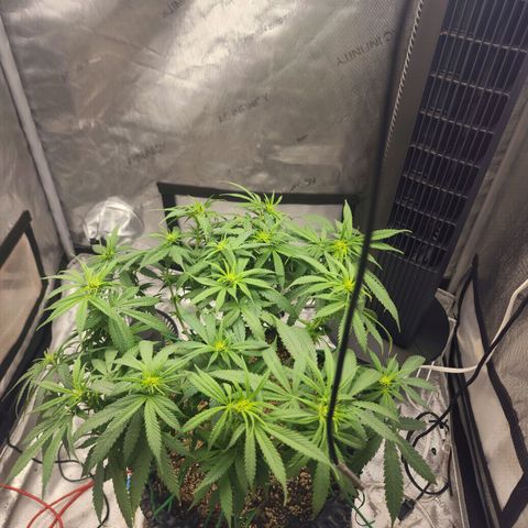White widow  growlog timeline photo
