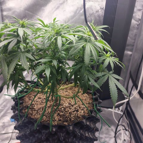 White widow  growlog timeline photo