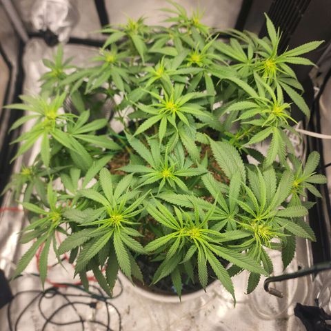 White widow  growlog timeline photo