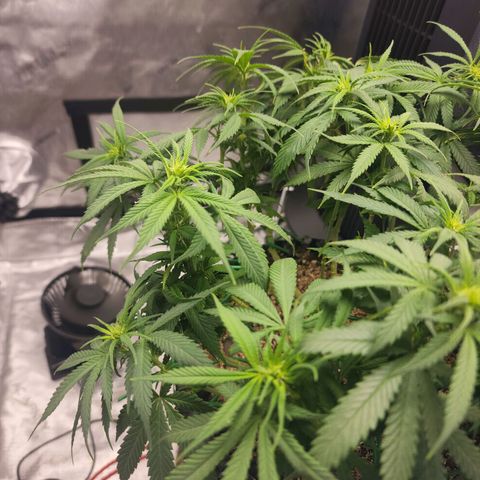 White widow  growlog timeline photo