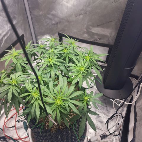White widow  growlog timeline photo