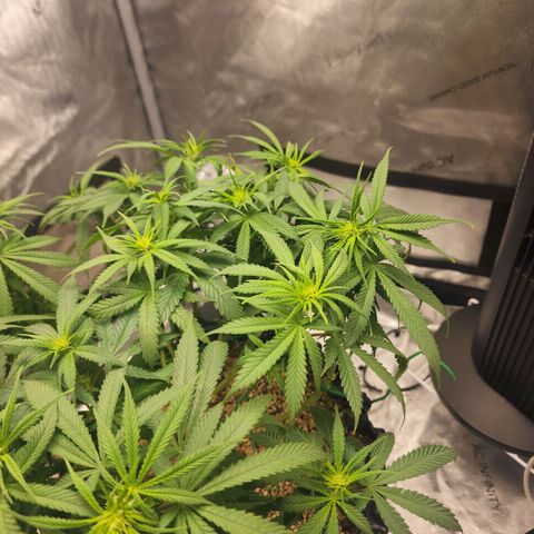 White widow  growlog timeline photo