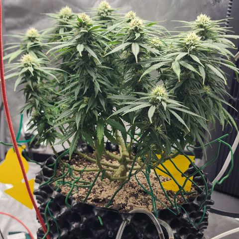 White widow  growlog timeline photo