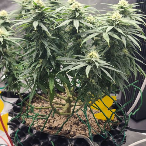 White widow  growlog timeline photo