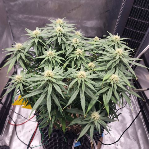 White widow  growlog timeline photo