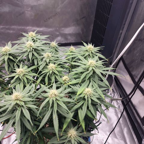 White widow  growlog timeline photo