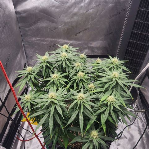 White widow  growlog timeline photo