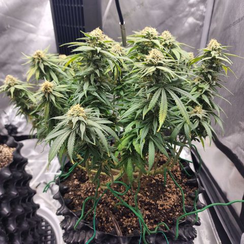 White widow  growlog timeline photo